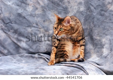An adult male bengal cat getting ready to attack against a grey background