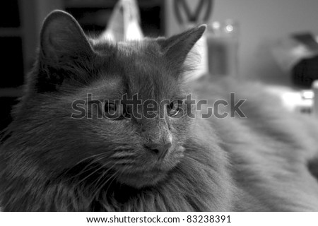 black and white close up portrait of a black long haired cat at eye level cat is looking down