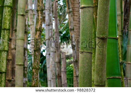 Young green bamboo trees stand in the foreground with older grey bamboo trees in the background with shallow depth of field