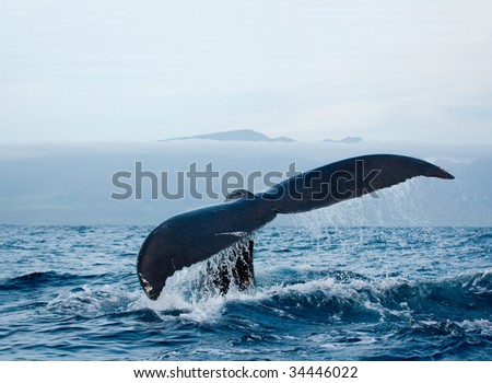 humpback whale fluking tail in maui hawaii