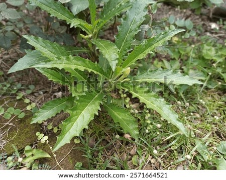 Similar – Image, Stock Photo Small star shaped water plants (water star) on still murky water reflecting trees