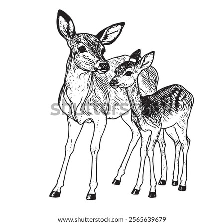 Hand drawn black ink sketch of Sika deer baby isolated on white background. Vector illustration of wild stag. Vintage engrave of young deer