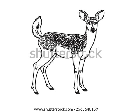 Hand drawn black ink sketch of Sika deer baby isolated on white background. Vector illustration of wild stag. Vintage engrave of young deer