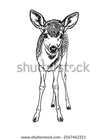 Hand drawn black ink sketch of Sika deer baby isolated on white background. Vector illustration of wild stag. Vintage engrave of young deer