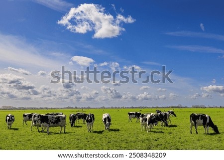 Image, Stock Photo Herd of cows on countryside farm