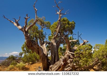 old juniper tree in New Mexico desert