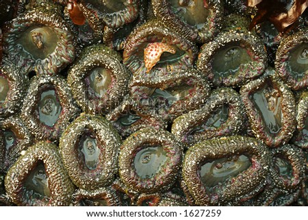 sea anemones, Oregon coast
