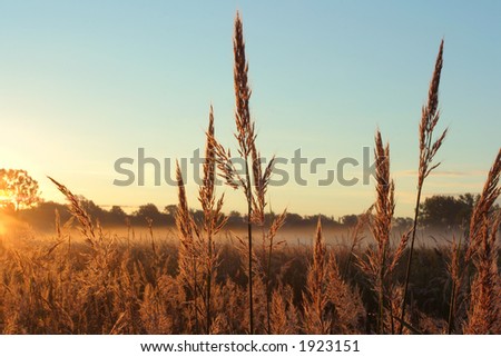 Big Bluestem tall grass prairie,  Homestead National Monument of America, Beatrice, Nebraska