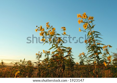 wild sunflowers, Homestead National Monument of America, Beatrice, Nebraska