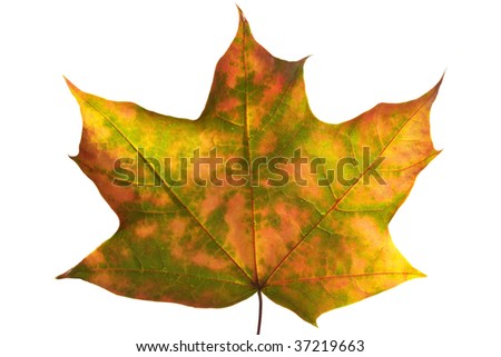 Autumn maple leaf isolated over white background (clipping path isolation)
