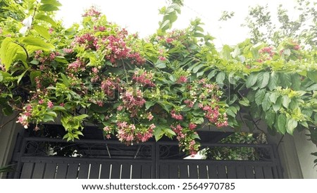 Similar – Image, Stock Photo flowery plant on a wire mesh fence