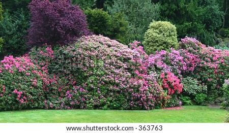 A Beautiful Rhododendron Border In Spring Stock Photo 363763 : Shutterstock