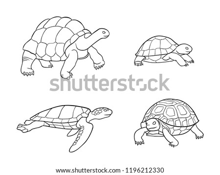 Turtle Outline 