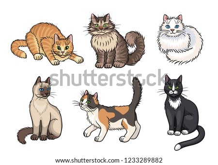 Set of 6 different cats - vector illustration. EPS8