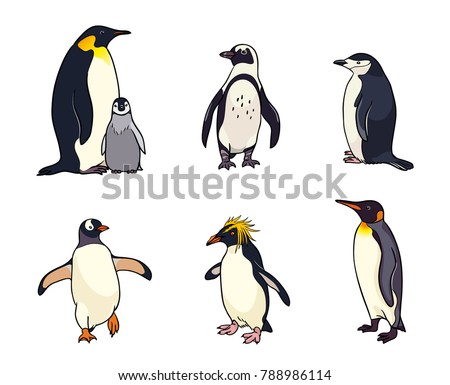 Set of different penguins. Vector illustration. EPS8