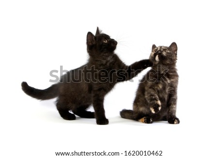 Shutterstock Puzzlepix