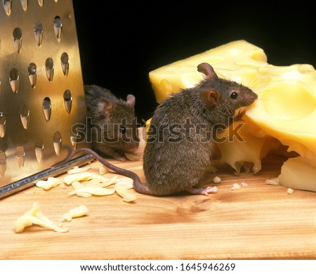 House Mouse, mus musculus, Adult Eating Emmental Cheese   Zdjęcia stock © 