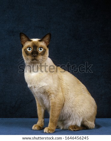 Tonkinese Domestic Cat, Adult sitting against Blue Background    Stock photo © 