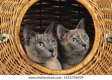 Tonkinese Domestic Cat standing in Basket   Stock photo © 
