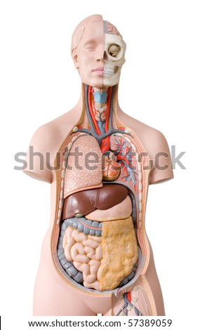 Human anatomy mannequin