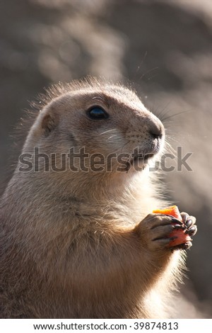 Prairie dog eating a carrot