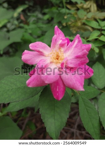 Similar – Image, Stock Photo Almost withered pink flower of a hydrangea with a fine frost edge. Close-up with shallow depth of field and plenty of room for text.