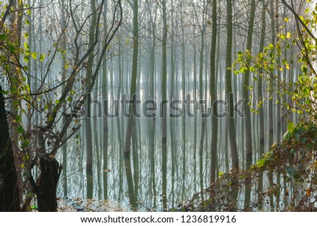 poplars in the flooded flood plain Po river Italy Zdjęcia stock © 