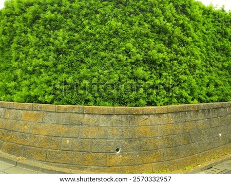 Similar – Image, Stock Photo corner with hedge Corner