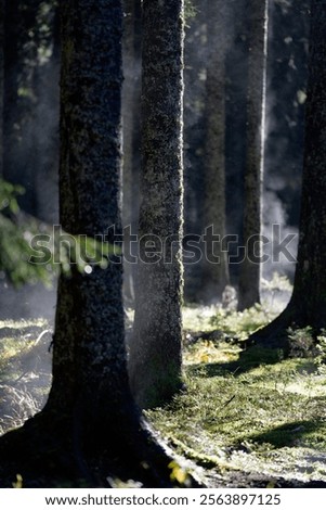 Similar – Image, Stock Photo Morning in Triglav National Park with rocks and peaks in reflection