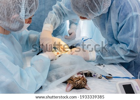 Similar – Image, Stock Photo Veterinary surgeon performing a surgical procedure on a dog