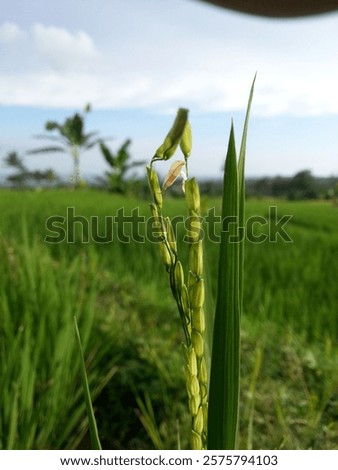 Similar – Image, Stock Photo Close-up of green panicle hydrangea against a blue background