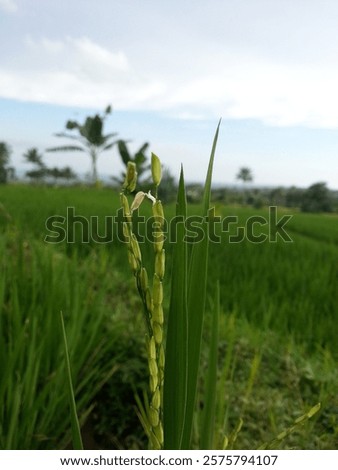 Similar – Image, Stock Photo Close-up of green panicle hydrangea against a blue background