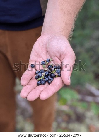 Similar – Image, Stock Photo Picking wild blueberries in the forest