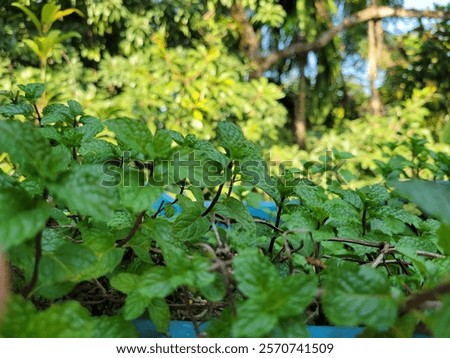 Similar – Image, Stock Photo Green is everywhere. The grass is green. A gorgeous girl’s outfit is also. A wild woman in wild nature. Enjoying the last days of summer. Being all pretty.