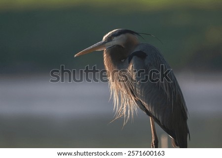 Similar – Image, Stock Photo Heron against the light