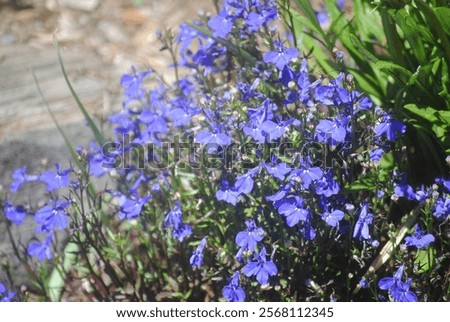 Similar – Image, Stock Photo flowery plant on a wire mesh fence