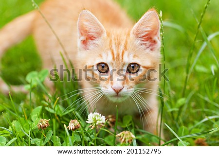Curious small red kitten with beautiful green eyes