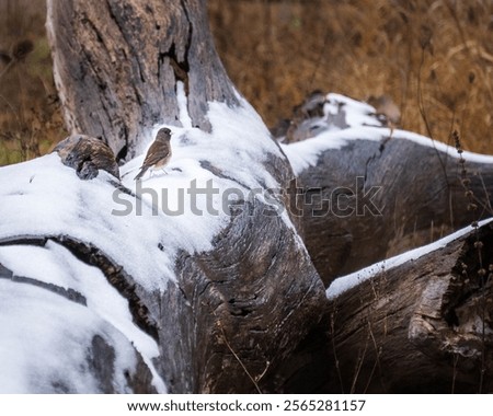 Similar – Image, Stock Photo A small dead frozen mouse lies on its side in the snow