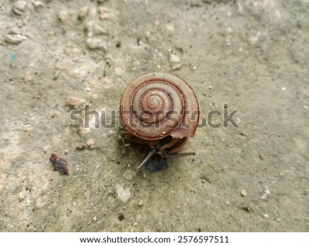 Similar – Image, Stock Photo small snail shell sticks to plant stem