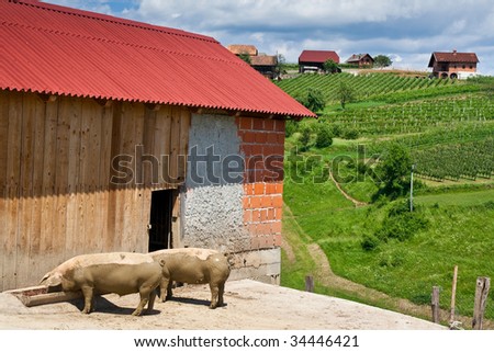 Feeding pig, typical slovenia village scene, with vineyard and little village houses on the hill as background
