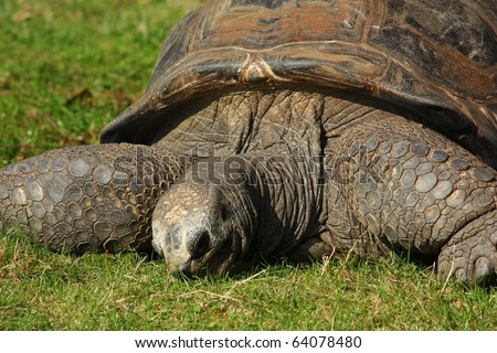 Galapagos giant tortoise (Geochelone nigra)
