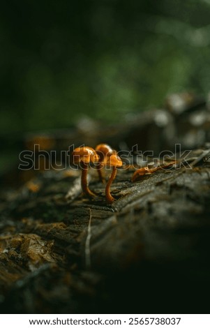 Similar – Image, Stock Photo three mushrooms grow on a moss-covered tree trunk in the forest