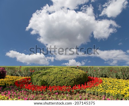 flowerbed of flowers on a background of blue sky with clouds