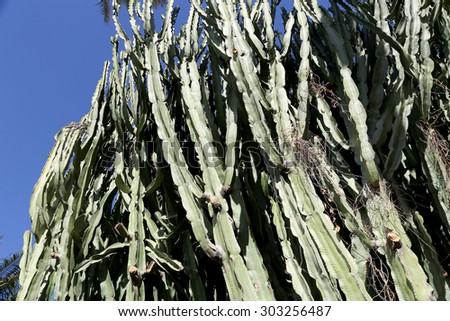 cactuses closeup in natural conditions, on clear sky background