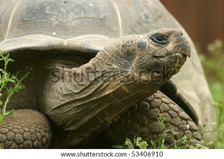 large image of a head of very big tortoise