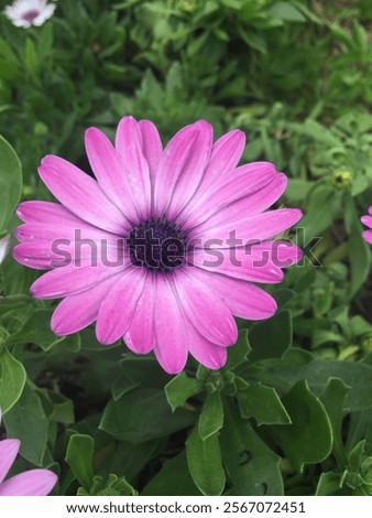 Similar – Image, Stock Photo Purple Cape Marguerite in bloom