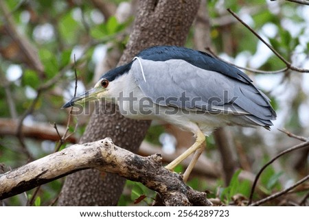 Image, Stock Photo Black crowned heron on wet ground