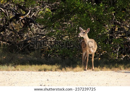 Protected Key Deer in the National Key Deer Refuge, Big Pine Key, Florida Keys