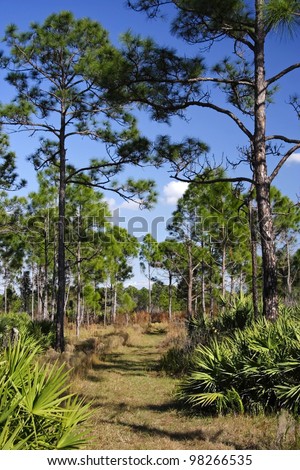 The Florida Trail in the Dubuis Management Area