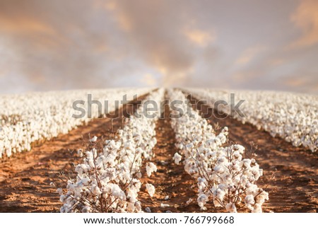 Beautiful Cotton